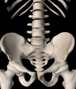 骨盤と背骨（L5椎骨とS1～5仙骨）正面モデル