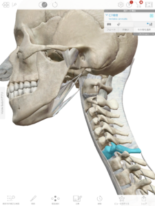 首回りの頸椎（７個）のC1環椎〜C7軸椎モデル